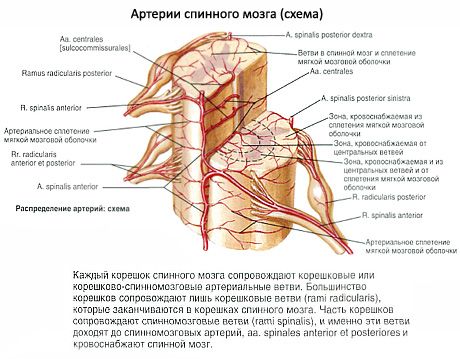 Νωτιαίος μυελός