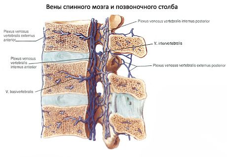 Νωτιαίος μυελός