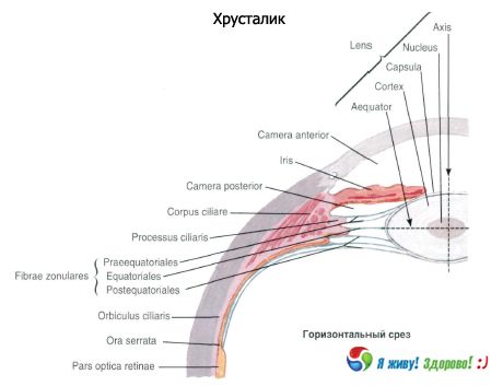 Κρυσταλλικός φακός. Δομή του κρυσταλλικού φακού.